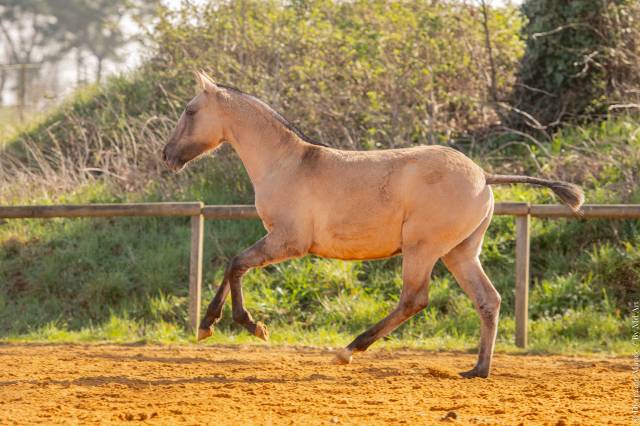 Potranca Lusitano En venta 2025 Dun