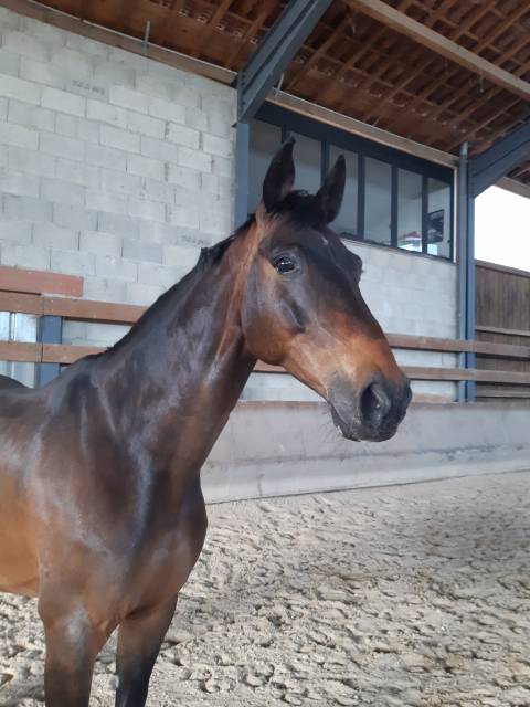 Caballo castrado Silla Franc&eacute;s En venta 2013 Bayo moreno