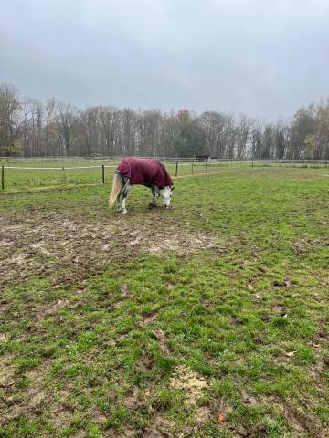 Caballo castrado BWP Caballo de Sangre Belga En venta 2020 Blanco por H-Ekwador