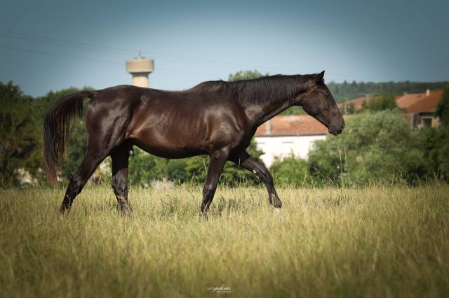 Caballo castrado Silla Franc&eacute;s En venta 2023 Negro por BALOU DU ROUET