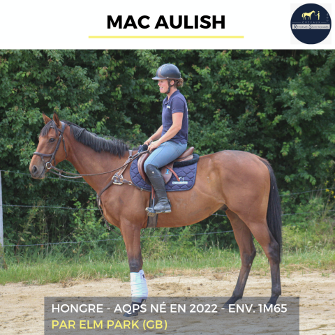 Caballo castrado AQPS En venta 2022 Bayo por ELM PARK (GB)