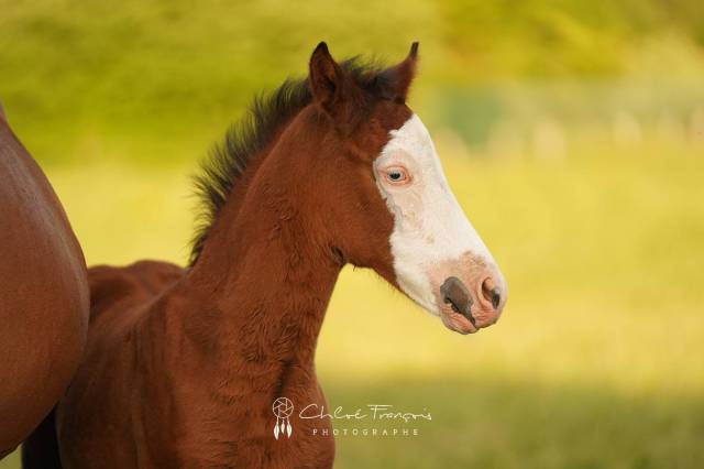 Potro Poni de Silla Belga En venta 2025 Bayo