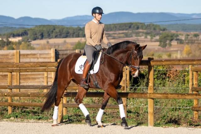 Caballo castrado KWPN Caballo de Deporte Neerland&eacute;s En venta 2019 Bayo