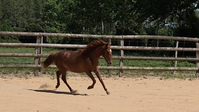 Potranca New Forest En venta 2025 Alaz&aacute;n por L'ancelot du m&eacute;nage