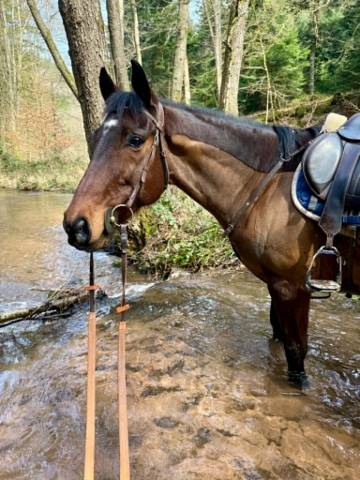 Caballo castrado Pura Sangre Ingl&eacute;s En venta 2016 Bayo