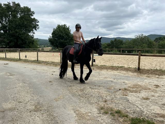 Caballo castrado M&eacute;rens En venta 2022 Negro por Pegazz des gesquis