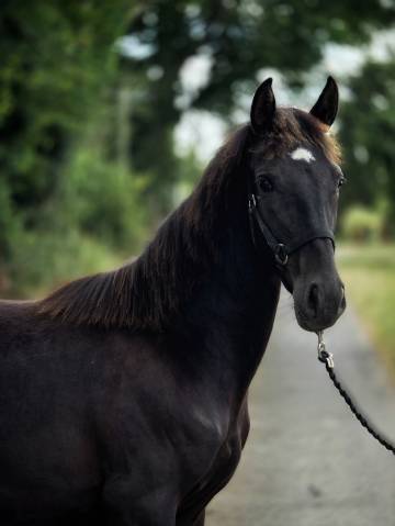 Yegua Paint Horse En venta 2025 Negro