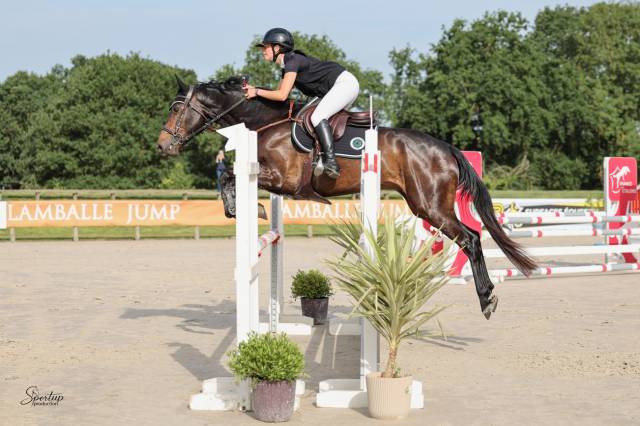 Caballo castrado Silla Franc&eacute;s En venta 2020 Bayo moreno por VANCOUVER de lanlore