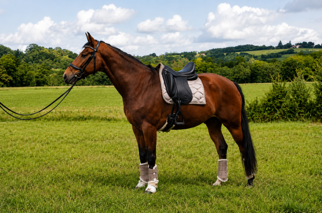 Caballo castrado KWPN Caballo de Deporte Neerland&eacute;s En venta 2014 Bayo