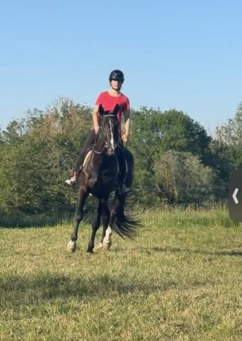 Caballo castrado Trot&oacute;n Franc&eacute;s En venta 2022 Negro