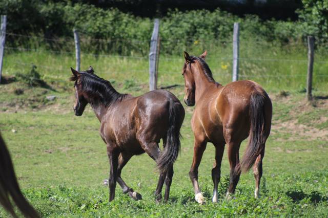 Caballo castrado PRE Pura Raza Espa&ntilde;ola En venta 2025 Bayo