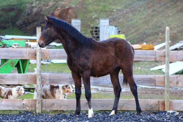 Caballo castrado PRE Pura Raza Espa&ntilde;ola En venta 2025 Bayo moreno