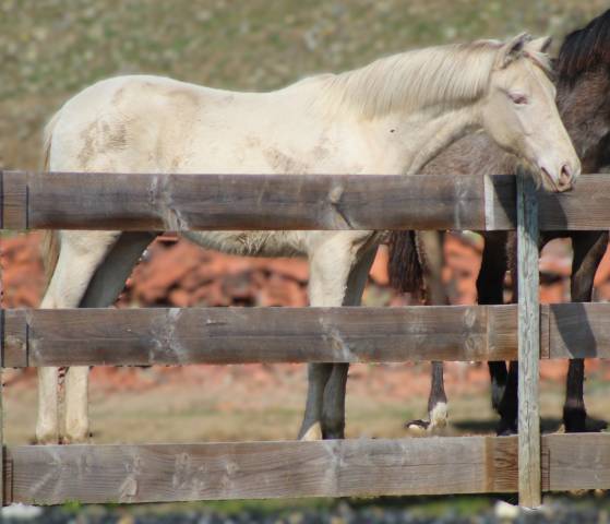 Caballo castrado PRE Pura Raza Espa&ntilde;ola En venta 2025 Cremello