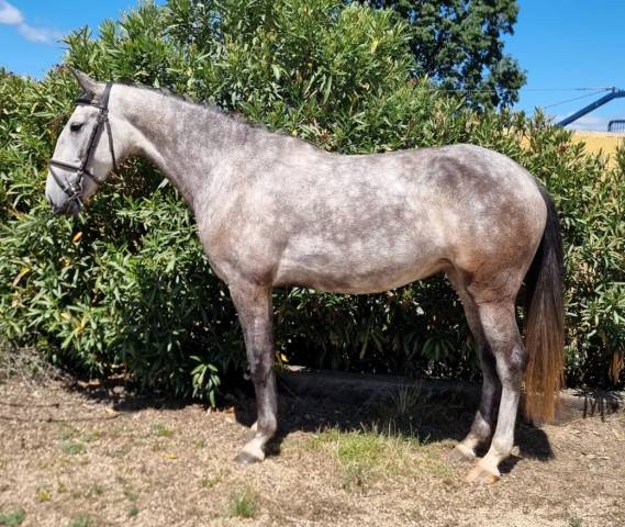 Yegua Lusitano En venta 2022 Tordo