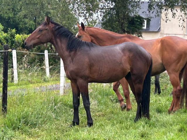 Caballo entero Origine Constat&eacute;e En venta 2024 Bayo por Herald