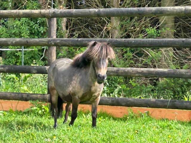 Yegua Origen No Constatado En venta 2017 Isabelo