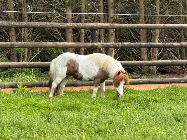 Caballo castrado Origen No Constatado En venta 2015 P&iacute;o