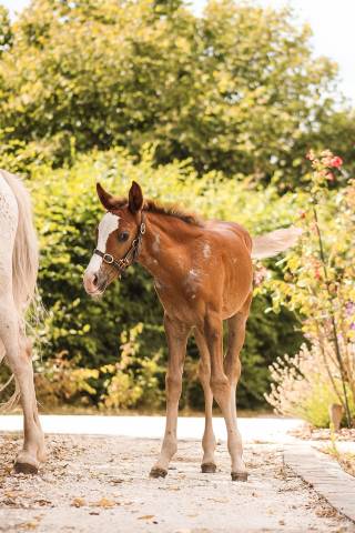 Caballo entero Welsh Part Bred En venta 2026 Alaz&aacute;n