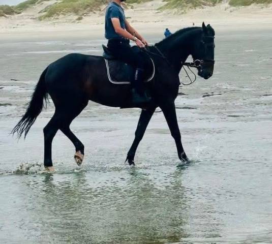 Caballo castrado Trot&oacute;n Franc&eacute;s En venta 2020 Bayo