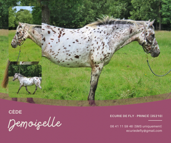 Yegua Origen No Constatado En venta 2013 Appaloosa