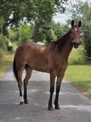 Caballo castrado Trot&oacute;n Franc&eacute;s En venta 2021 Bayo
