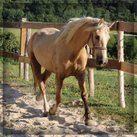 Yegua Welsh Poni (Secci&oacute;n D), Welsh Cob  En venta 2023 Palomino por Just a breeze Kiba