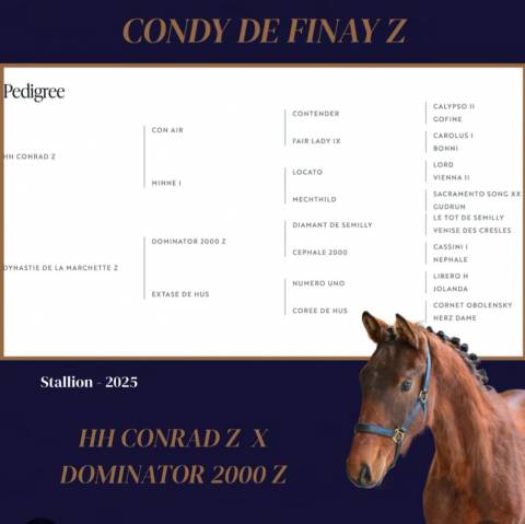 Semental Zangersheide En venta 2025 Bayo por HH Conrad Z