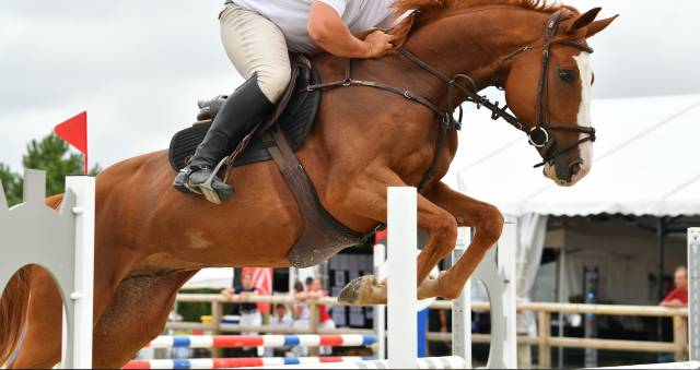 Caballo castrado Silla Franc&eacute;s En venta 2018 Alaz&aacute;n por candy de mantel