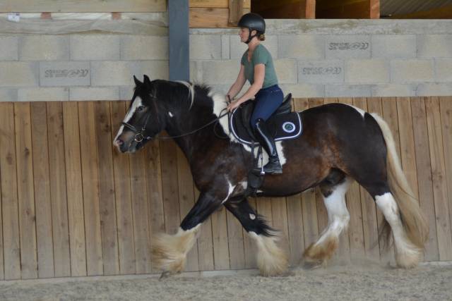Caballo castrado Cob En venta 2021 P&iacute;o