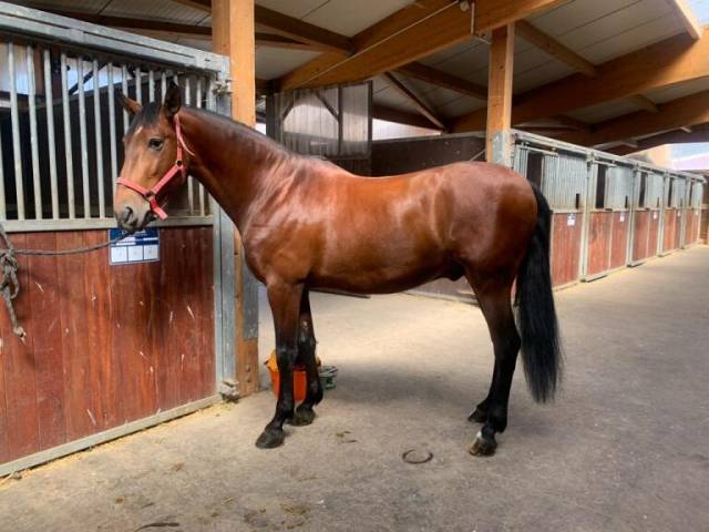 Caballo castrado Lusitano En venta 2019 Bayo moreno por Sudan 4