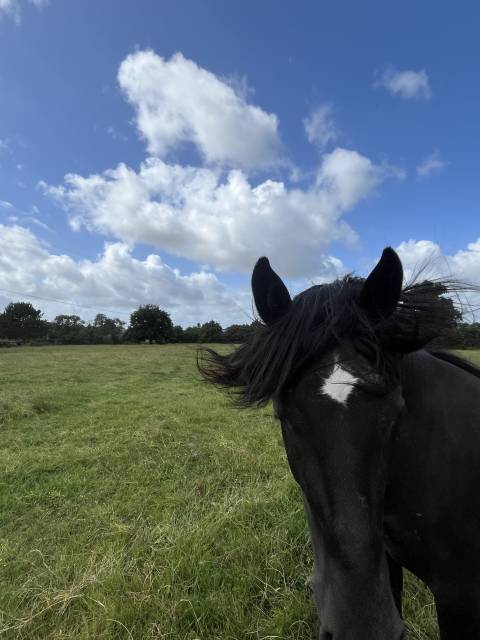 Caballo entero Lusitano En venta 2023 Negro por PRINCIPE