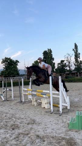 2021 Gelding (Spanish Sport Horse)