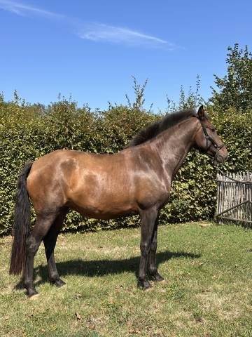 Yegua de ganader&iacute;a Lusitano En venta 2021 Isabelo por IMPERADOR PRT