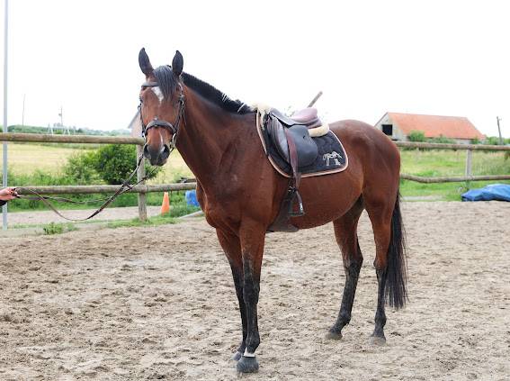 Caballo castrado Pura Sangre En venta 2021 Bayo