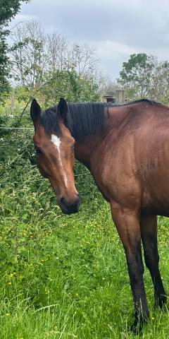Caballo castrado Pura Sangre En venta 2017 Bayo