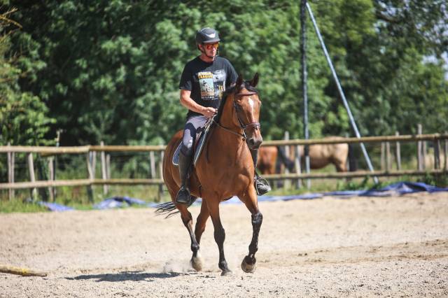 Caballo castrado Pura Sangre En venta 2017 Bayo
