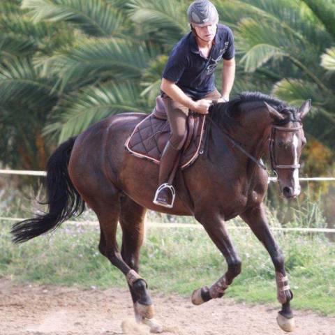 Yegua Silla Franc&eacute;s Donaci&oacute;n 2004 Bayo moreno por IDEM DE LAUME