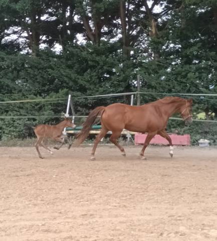 Yegua PFS Poni Fran&ccedil;&eacute;s de Silla En venta 2017 Alaz&aacute;n por Blue tinka Tilia
