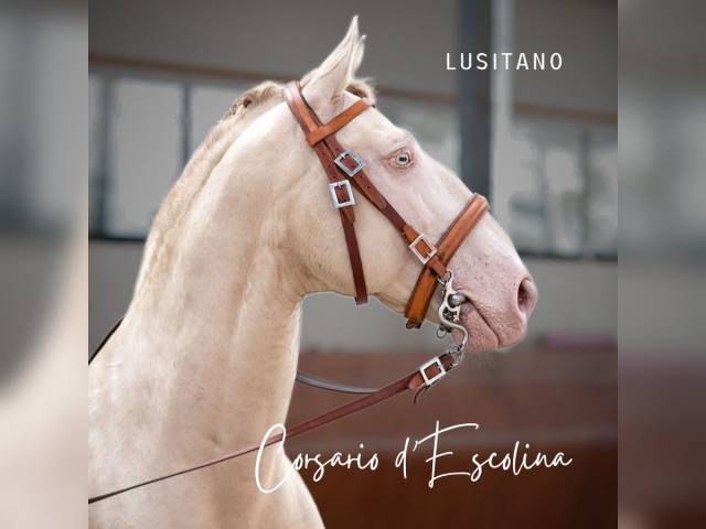 Caballo castrado Lusitano En venta 2012 Crema por SULTAO