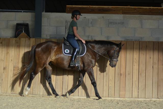 Caballo castrado Pura Sangre Ingl&eacute;s En venta 2021 Bayo moreno
