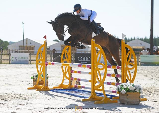 Caballo castrado Silla Franc&eacute;s En venta 2020 Negro
