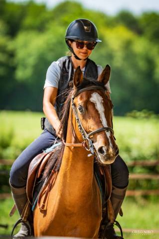 Potranca Caballo de Silla En venta 2024 Alaz&aacute;n por Indian Dafodil