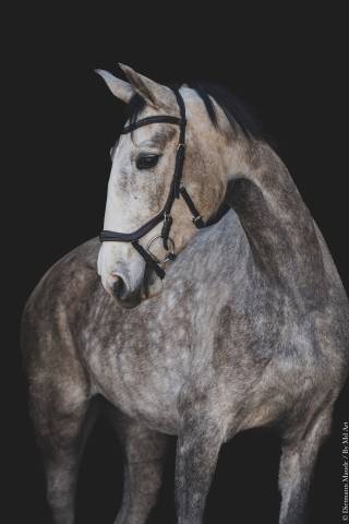 Yegua Lusitano En venta 2020 Tordo