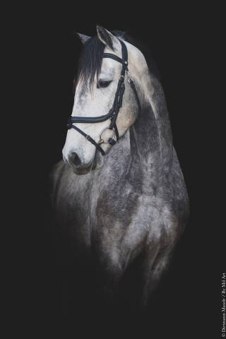 Caballo castrado Lusitano En venta 2021 Tordo