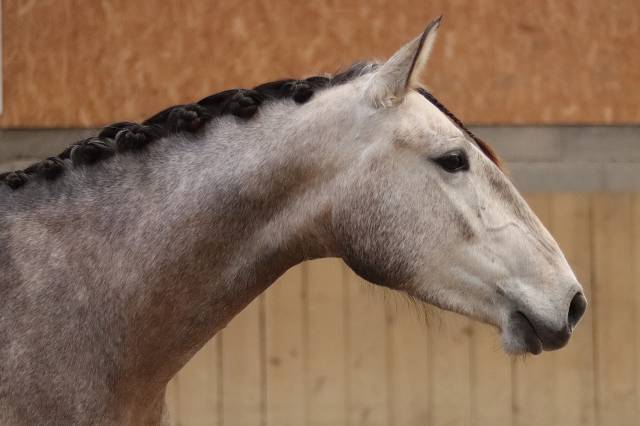 Yegua Lusitano En venta 2022 Tordo por MAGISTRAL DE LA COMBE