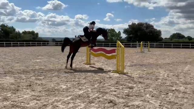 Caballo Joven Gran Potencial