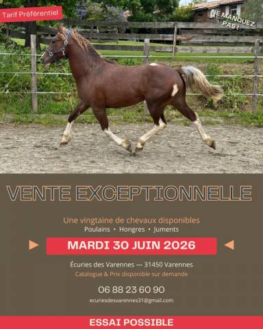 Yegua Cob En venta 2020 Bayo