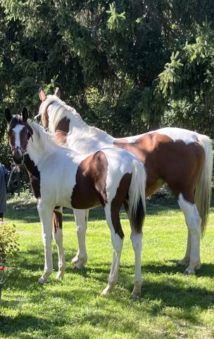 Caballo entero Silla Franc&eacute;s En venta 2025 P&iacute;o por Olala du Buissy
