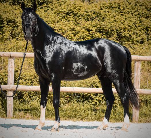 Caballo entero AES Anglo European Studbook En venta 2022 Negro por FOR FERRERO