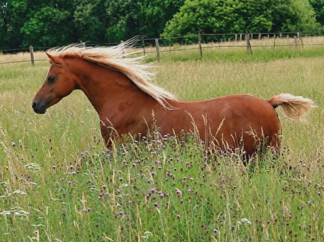 Yegua de ganader&iacute;a Welsh Poni (Secci&oacute;n B) En venta 2013 Alaz&aacute;n por Beschenhof Darwin
